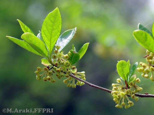 カナクギノキの花