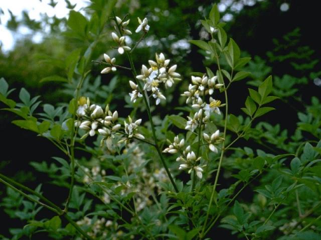 ナンテンの花