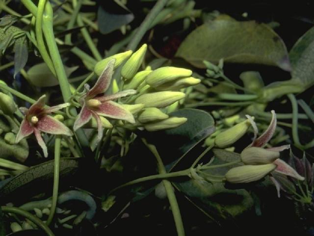ムベの花