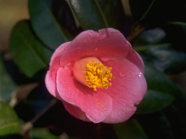 ヤブツバキの花