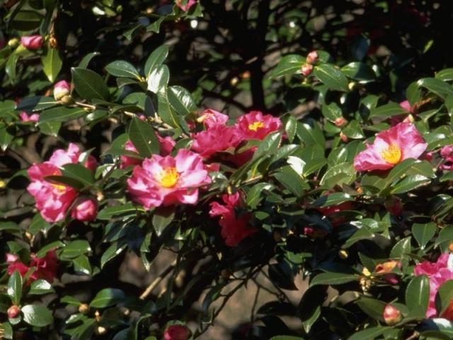 カンツバキの花
