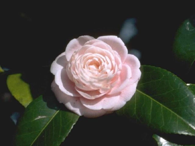 オトメツバキの花