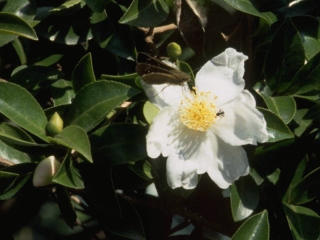 サザンカの花