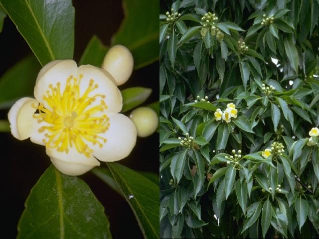 イジュの花