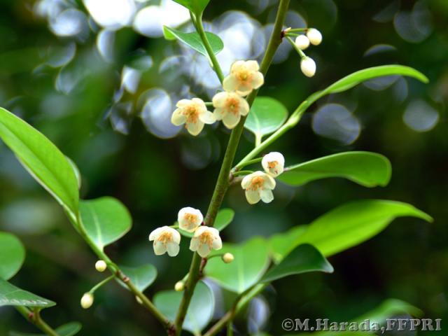 サカキの花