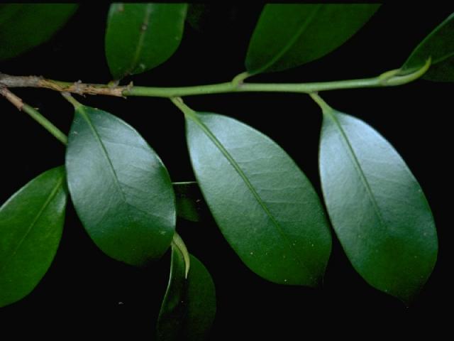 サカキの葉