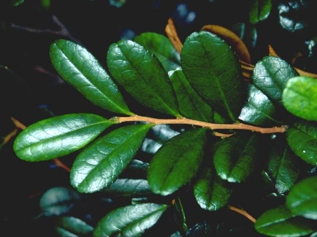 ハマヒサカキの葉