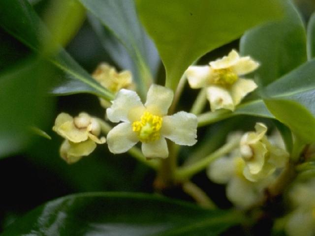 モッコウの花