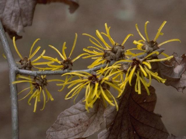 シナマンサクの花