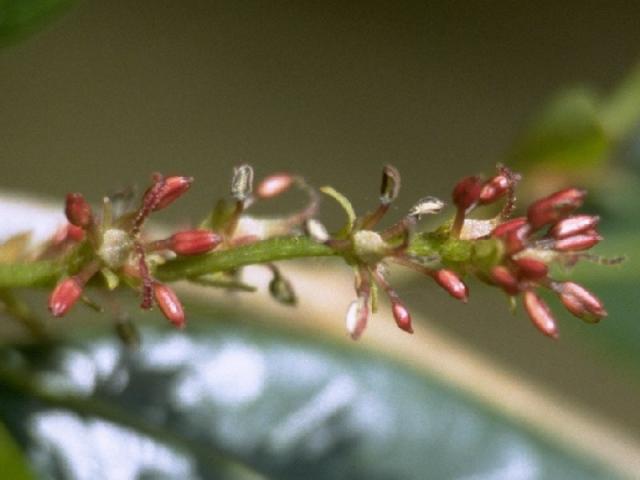 イスノキの花