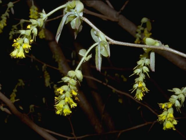 トサミズキの花