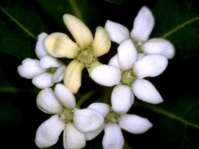 トベラの花