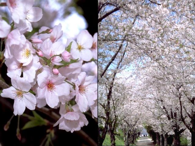 ソメイヨシノの花
