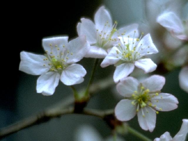 コヒガンザクラの花