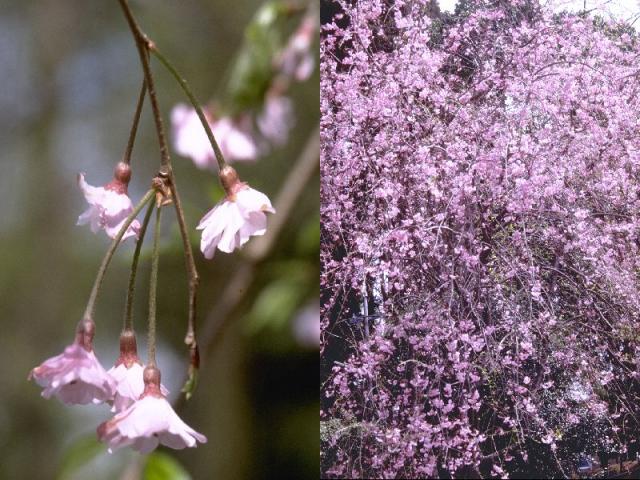 ‘八重紅枝垂’の花