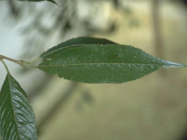 ‘八重紅枝垂’の葉