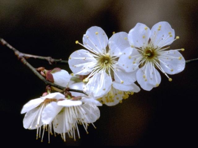 ウメの花