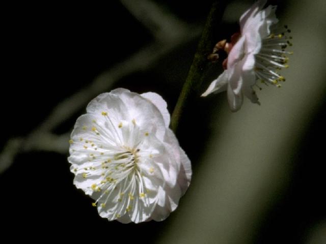 ‘豊後梅’の花