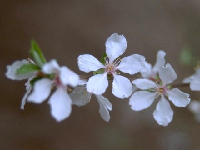 ユスラウメの花