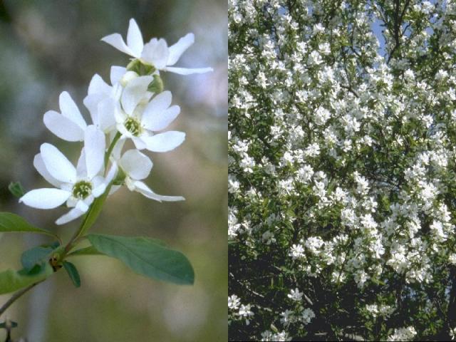 ヤナギザクラの花