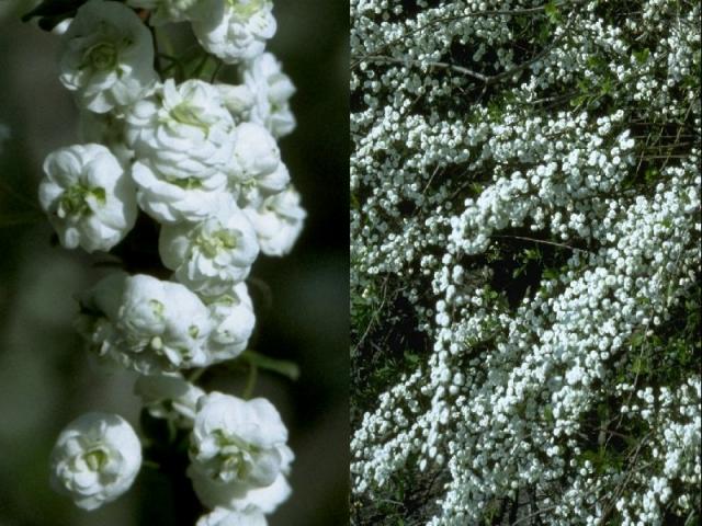 シジミバナの花
