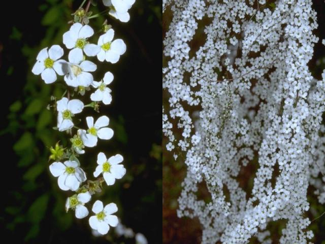 ユキヤナギの花