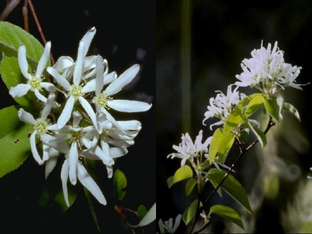 ザイフリボクの花