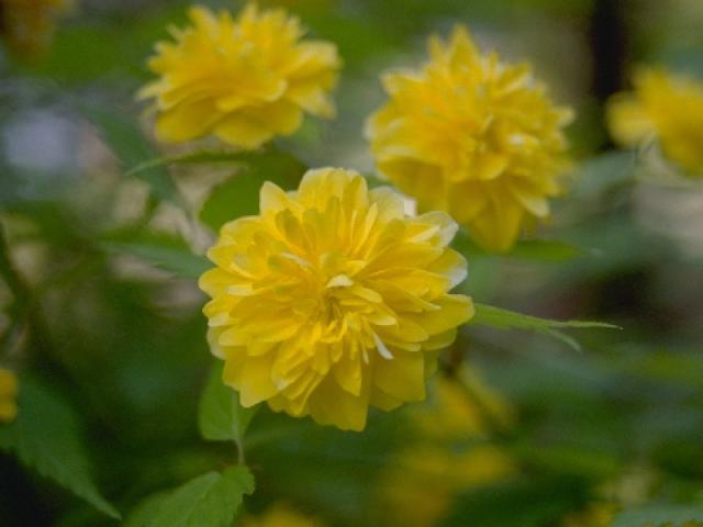 ヤエヤマブキの花