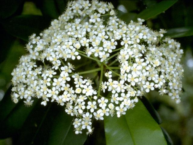 オオカナメモチの花