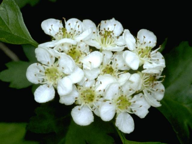 サンザシの花