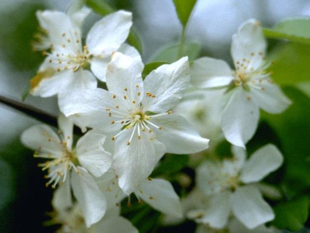 ズミの花
