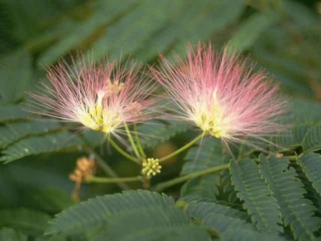 ネムノキの花