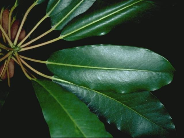 ユズリハの葉