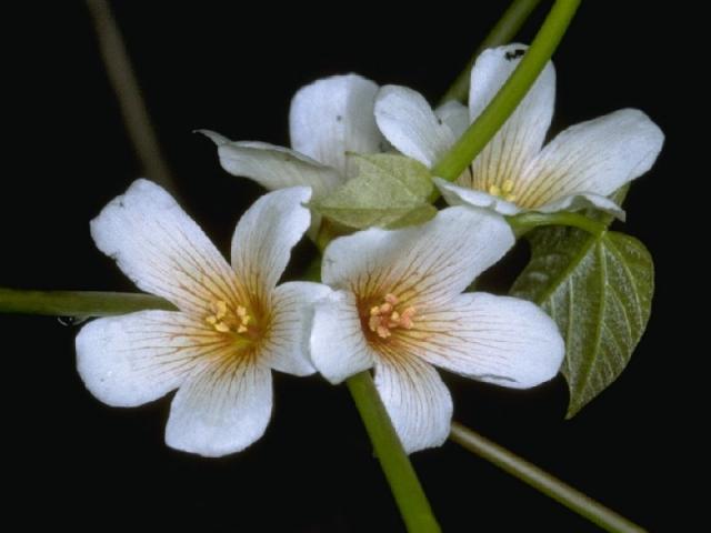 シナアブラギリの花