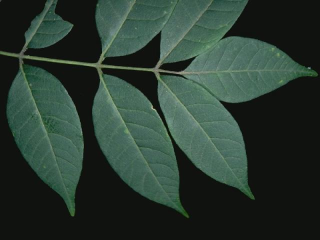 キハダの葉