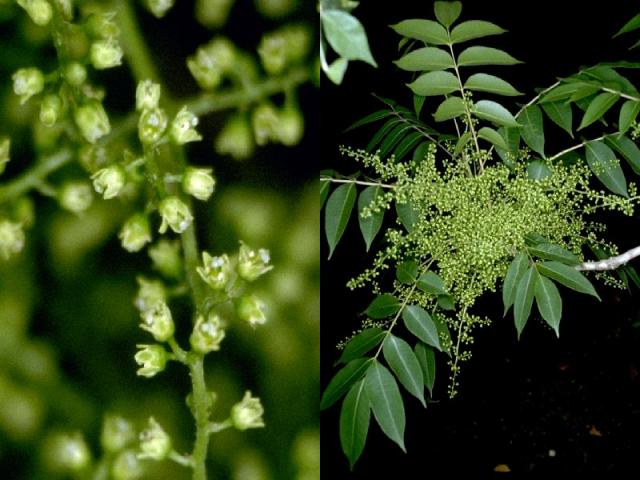 ヤマハゼの花