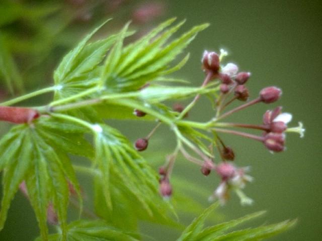 iイロハモミジの花