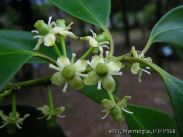 モチノキの花