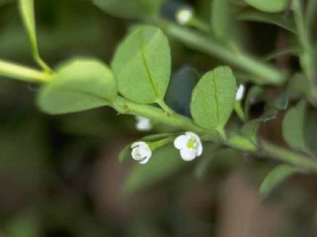 イヌツゲの花