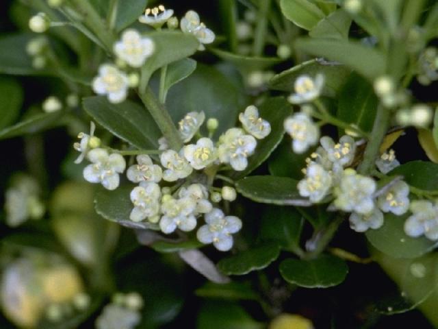 オオバイヌツゲの花