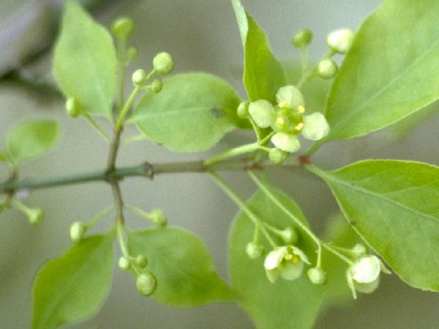 マユミの花