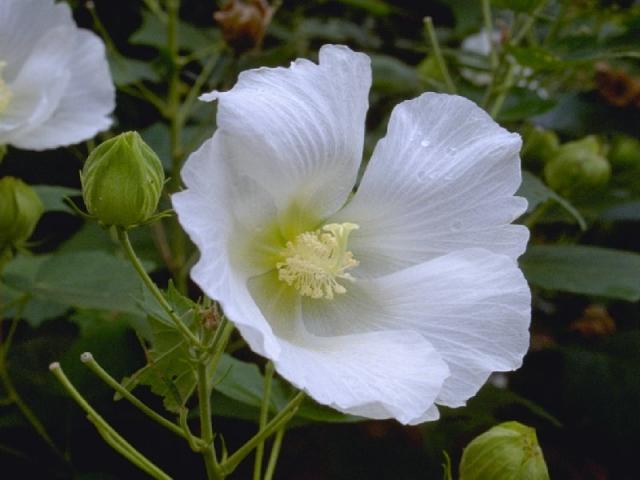 フヨウの花