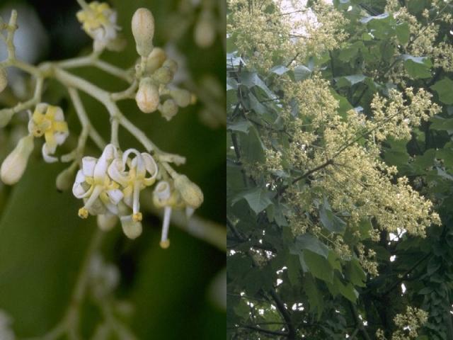 アオギリの花