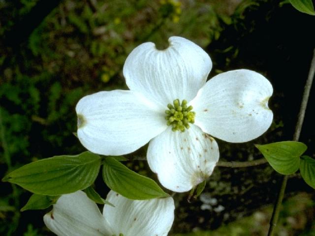 ハナミズキの花