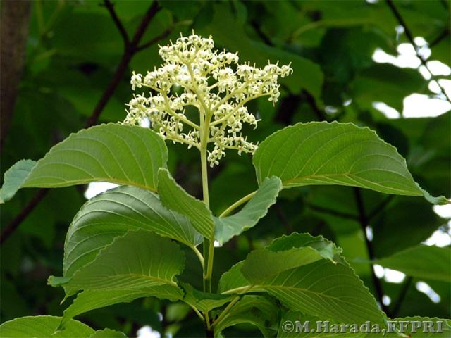 クマノミズキの花