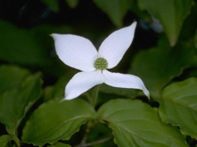 ヤマボウシの花