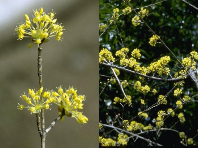 サンシュユの花
