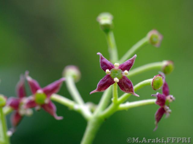 アオキ雄花写真