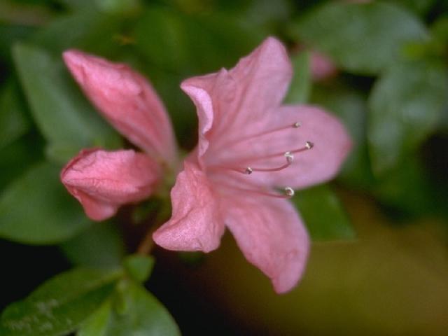 キリシマツヅジの花