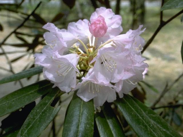 シャクナゲの花